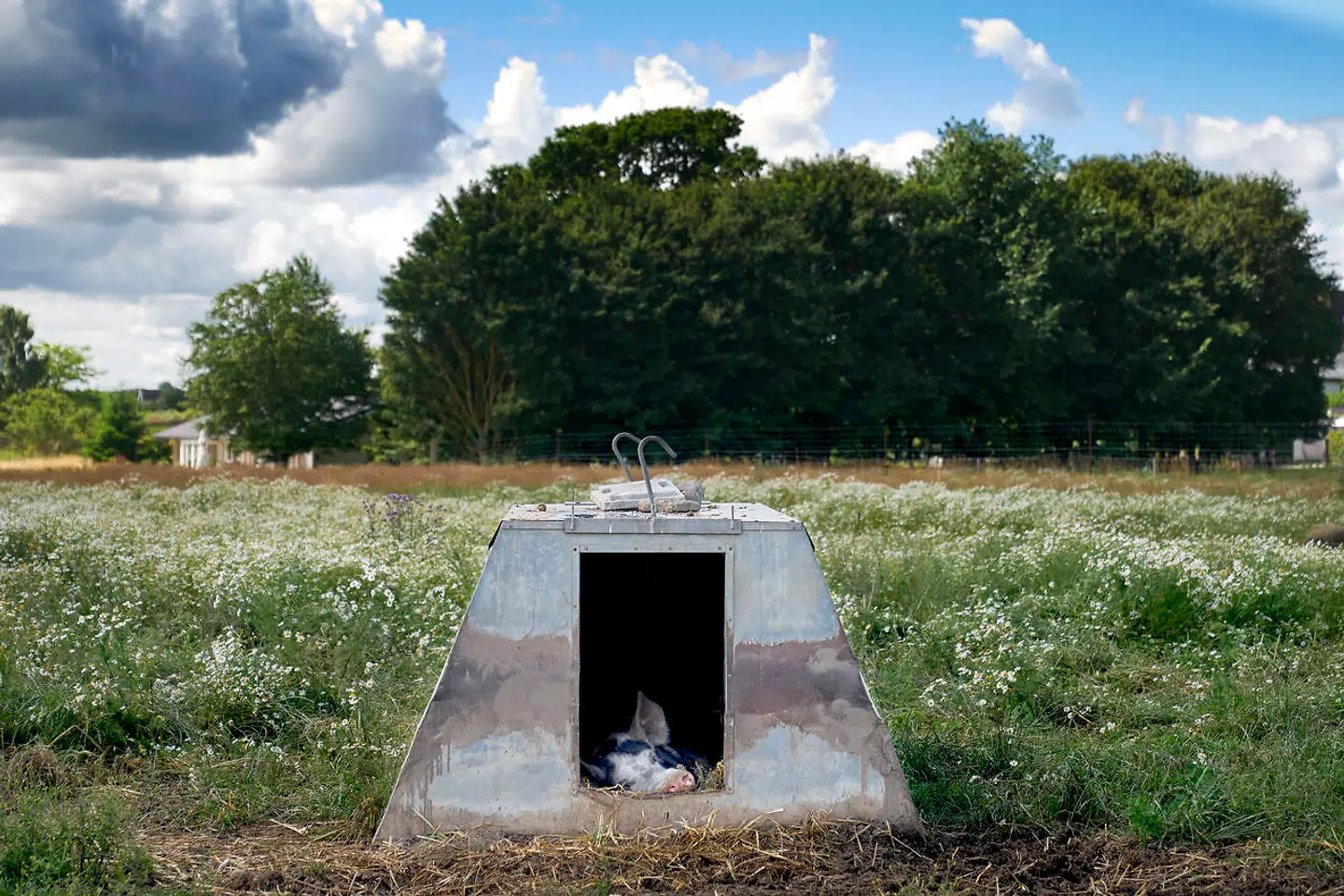 Den danske sortbrogede race er en af de to, man møder på Birthesminde.