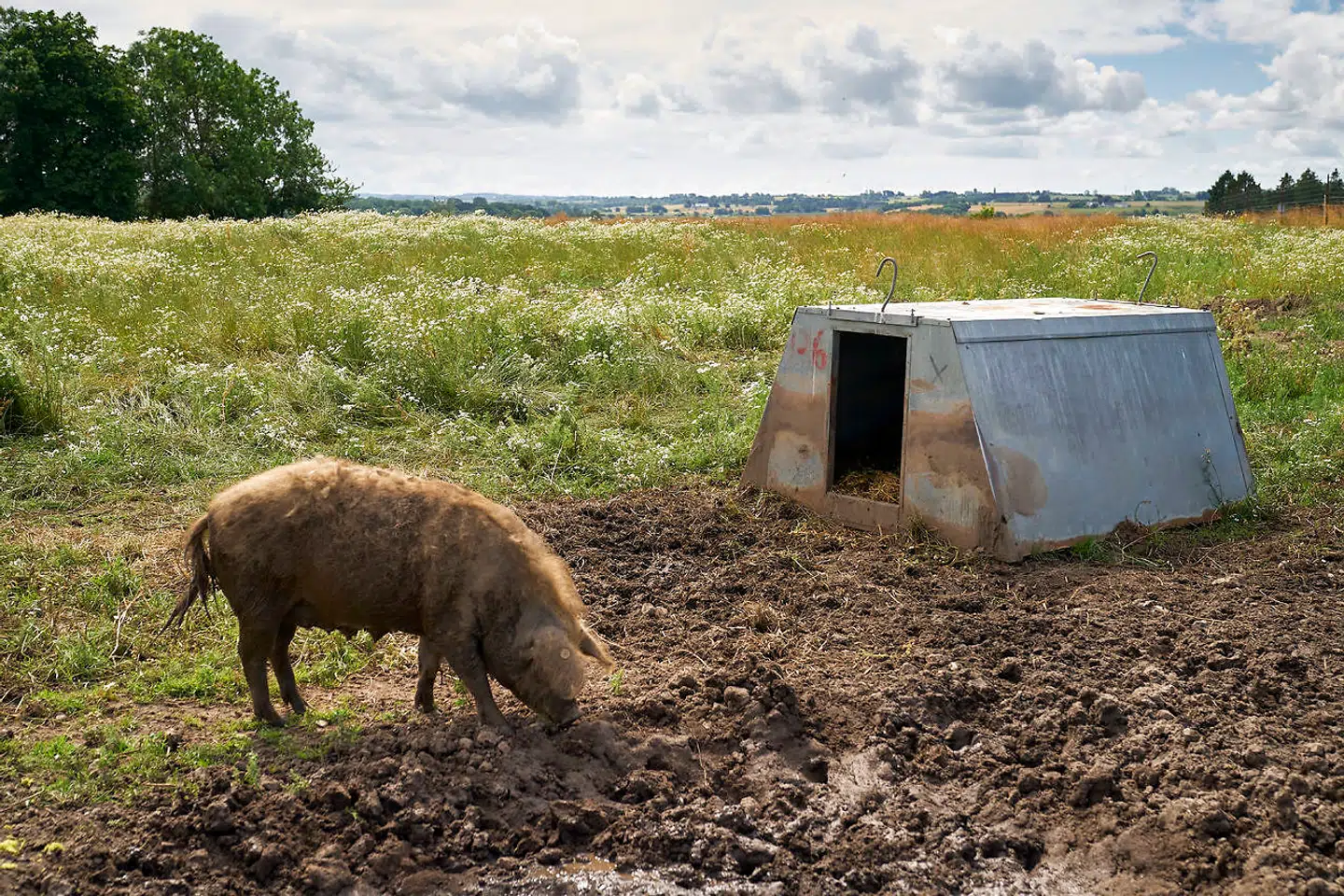 De økologiske grise opdrættes på de store marker nær Isefjord.