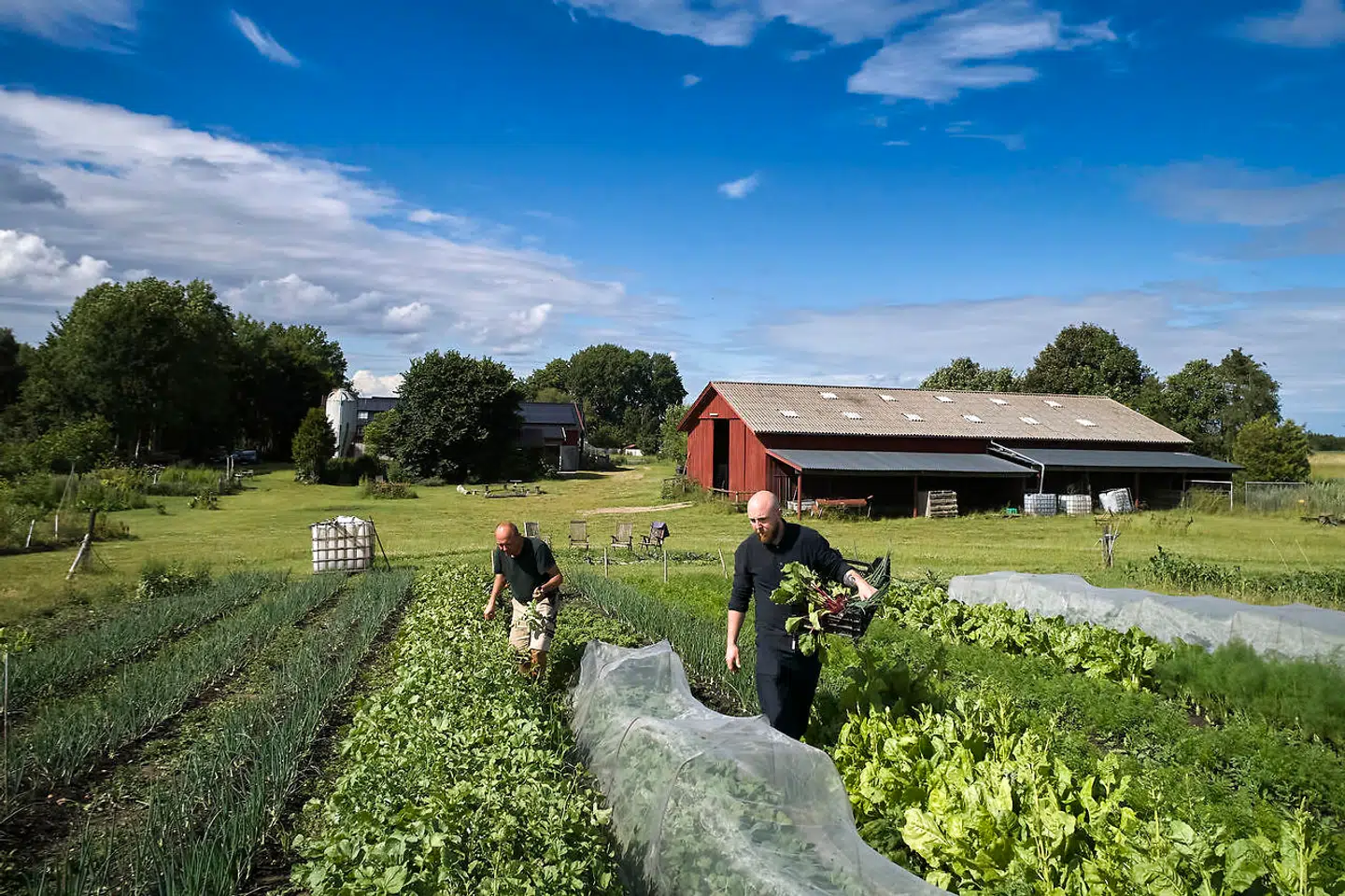 Jens Vestergaard Jensen (korte bukser) og Michael Craig henter grønt til køkkenet.