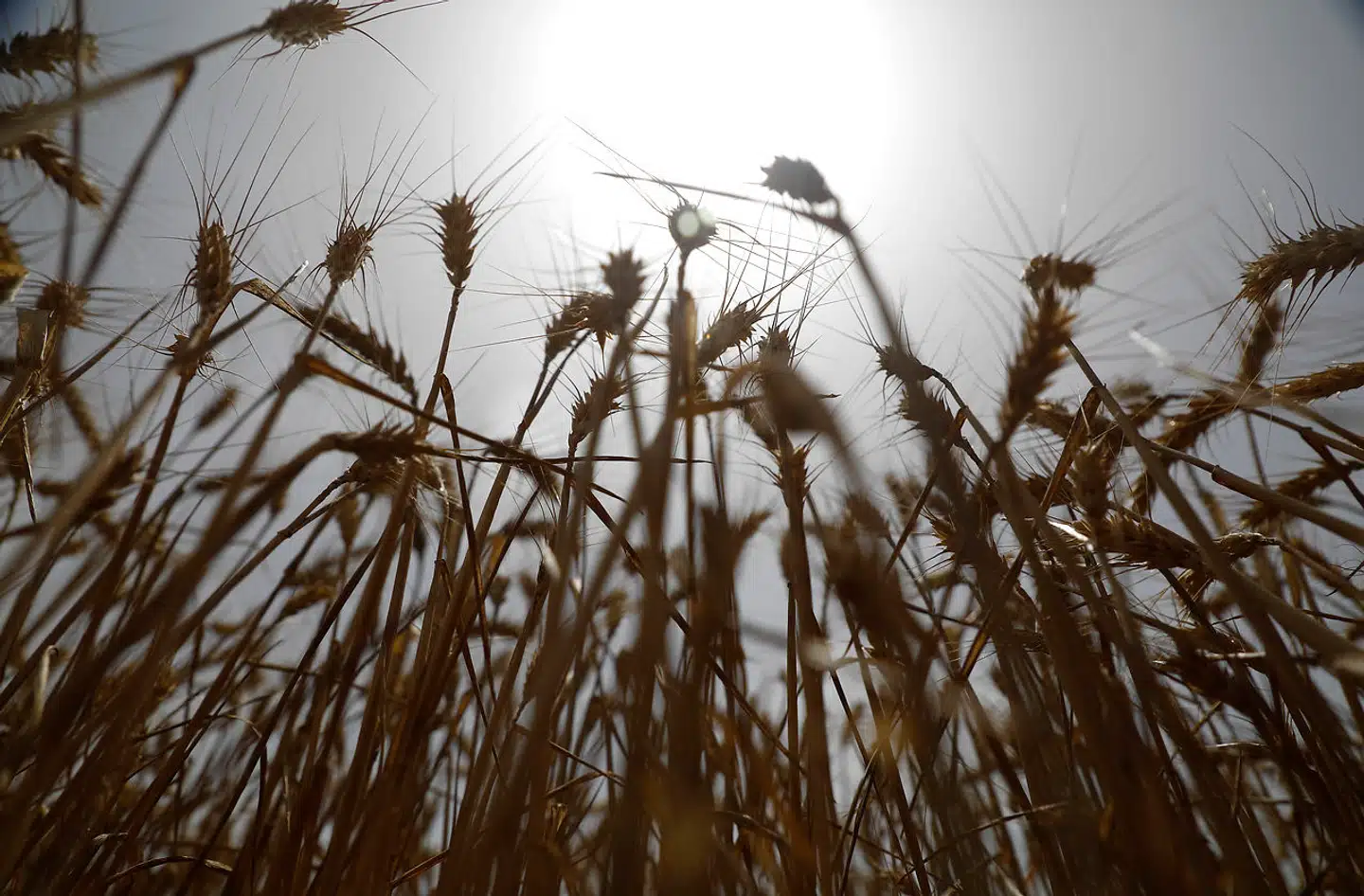 Før Ruslands invasion af Ukraine den 24. februar stod de to lande tilsammen for omkring 30 procent af verdens hvedeeksport. (Arkivfoto) – Foto: Clara Margais/Ritzau Scanpix