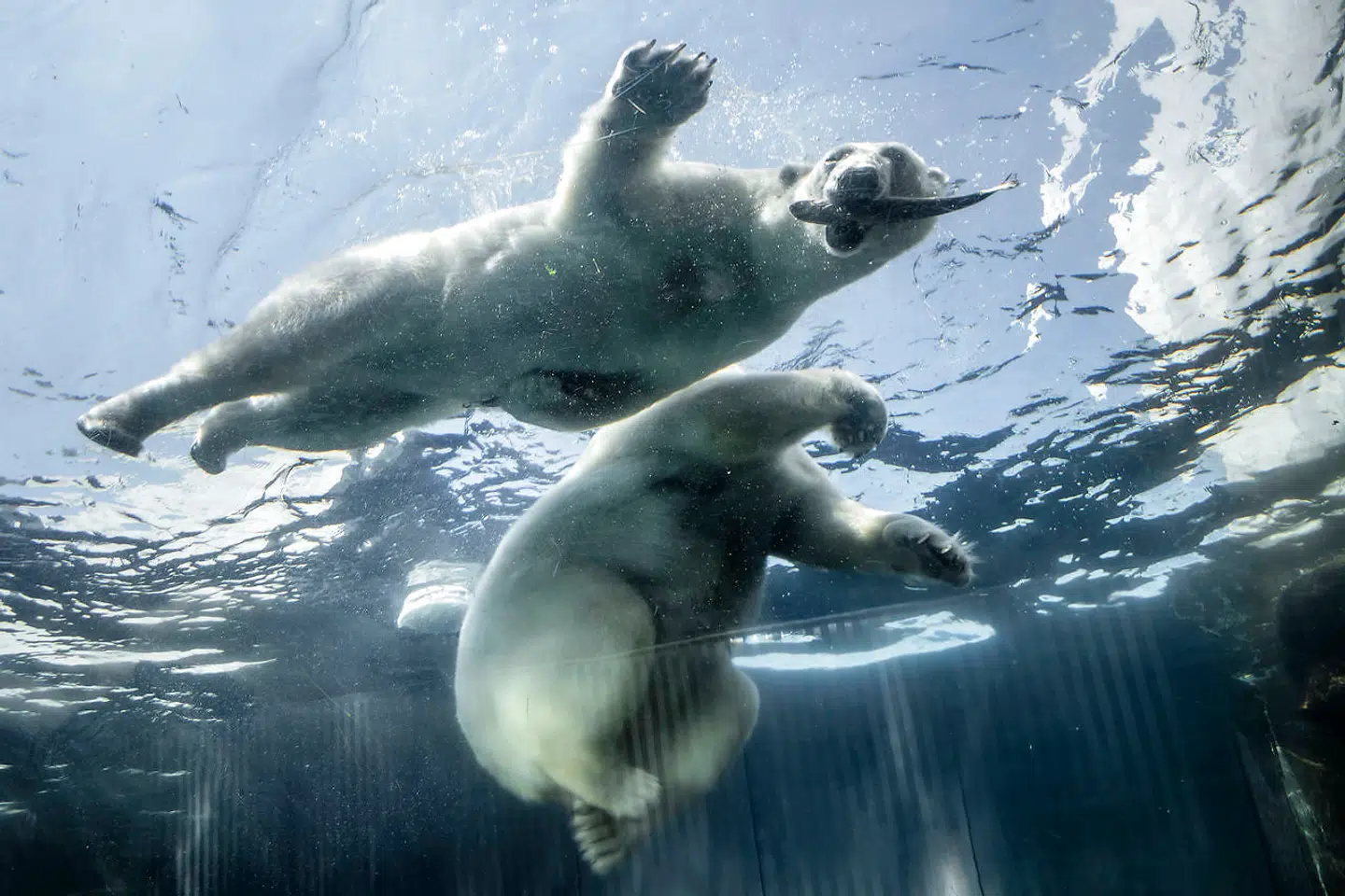 Onsdag stod den på frosne fisk til frokost for isbjørnene i Zoologisk Have i København.