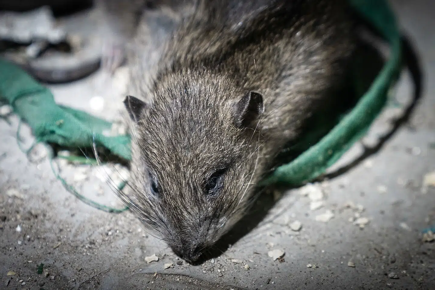 Jagten på rotter er sat ind, og hjælpen skal komme fra oven. Sådan er meldingen i en ny kommunal bekæmpelsesplan.