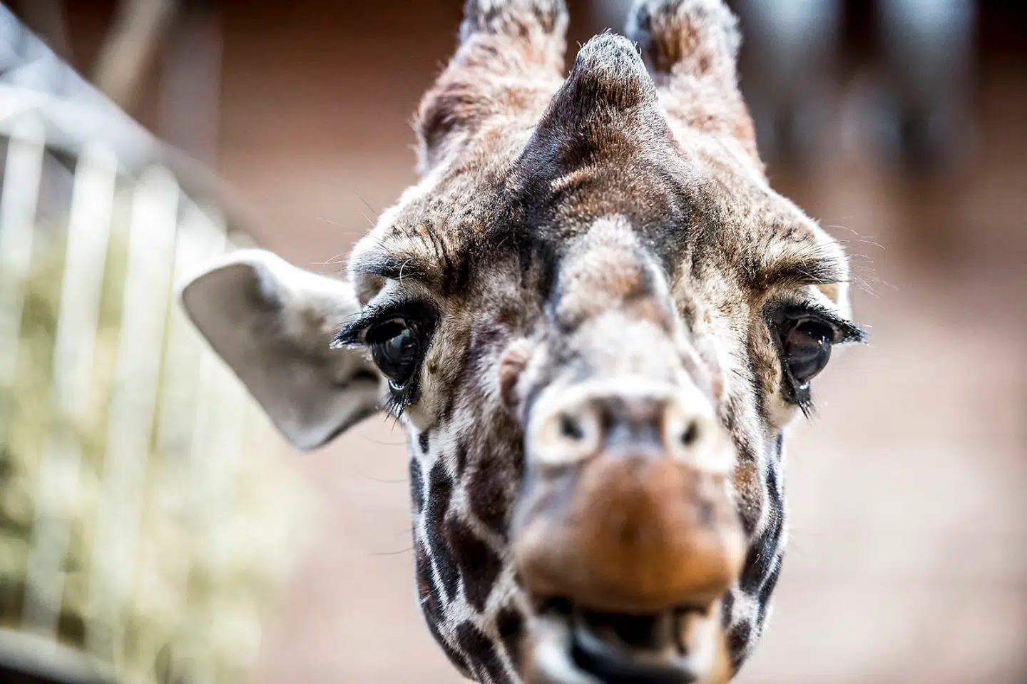 Både okapier og giraffer blev stressede af høj musik i sidste uge, skriver TV 2 Lorry. Girafferne måtte opstaldes, og okapierne blev medicineret med beroligende medicin.