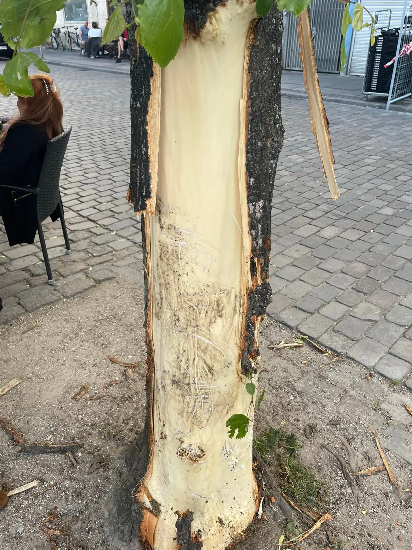 Flere træer ved Christianshavns Kanal har fået barken skrællet af.