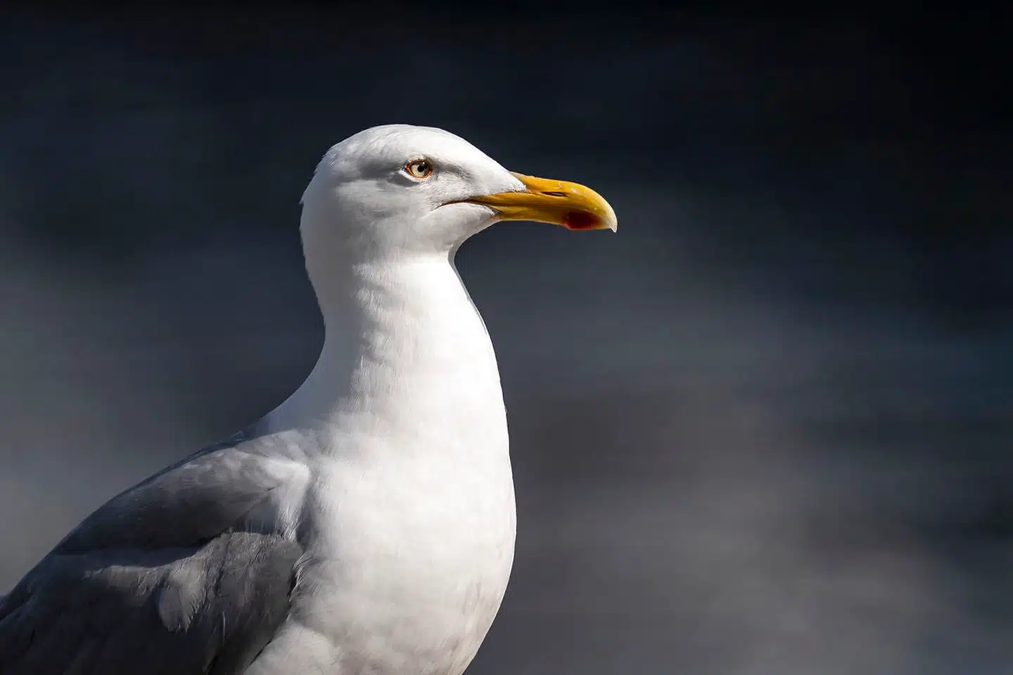 Det er ikke kun på Østerbro, at Københavns Kommune får klager over generende robotter, der skal skræmme måger væk. Det er også på Amager og i Valby.