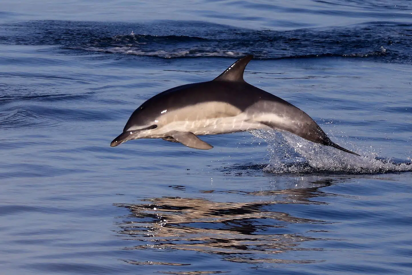 De kampe, der bliver ført langs Ukraines kystlinje, har gjort uanede skader på havmiljøet, siger forskere.