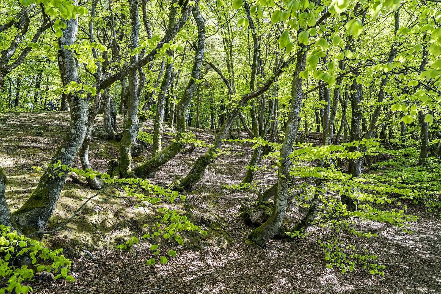 »Visionen medfører også, at så godt som al træproduktion i statsskovene ophører, og et væsentligt redskab i klimakampen dermed tages ud af statsskovenes formål. Der kastes med et snuptag vrag på 200 års erfaring i skovdyrkning. En proces som har frembragt de smukke skove, vi har i dag,« skriver Jens Christian Briand Petersen.