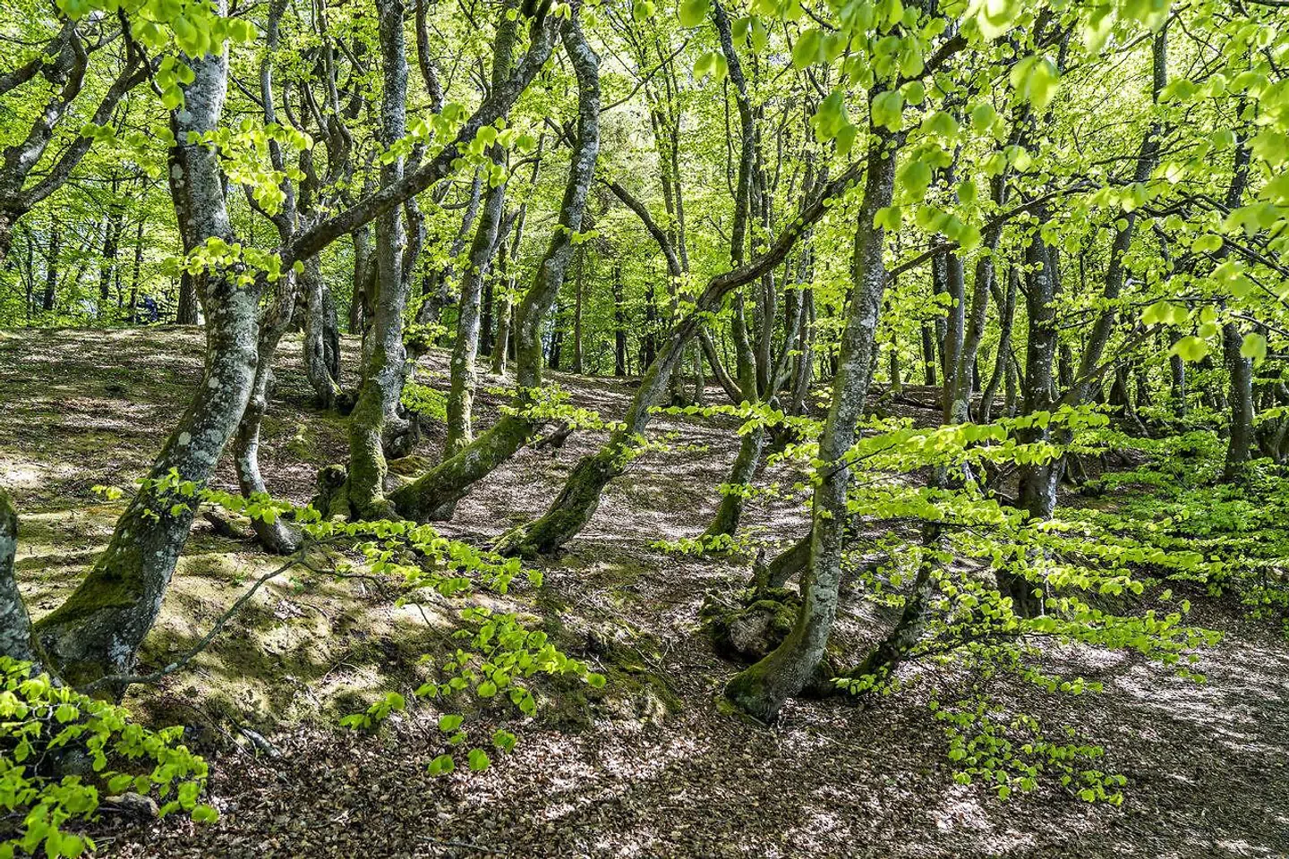 »Visionen medfører også, at så godt som al træproduktion i statsskovene ophører, og et væsentligt redskab i klimakampen dermed tages ud af statsskovenes formål. Der kastes med et snuptag vrag på 200 års erfaring i skovdyrkning. En proces som har frembragt de smukke skove, vi har i dag,« skriver Jens Christian Briand Petersen.