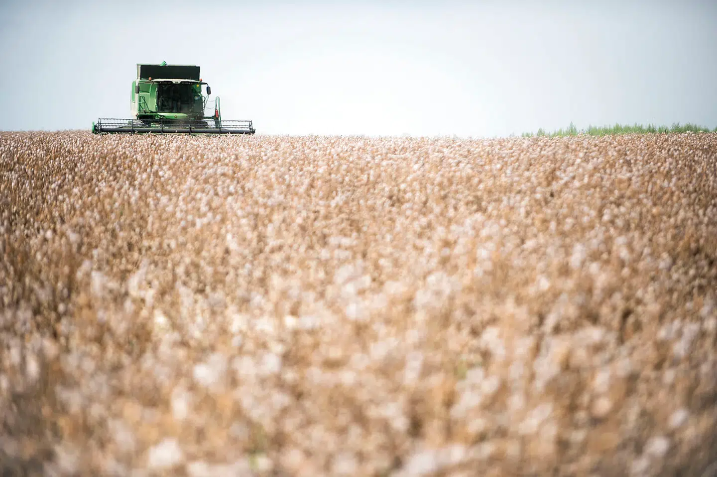 Dyrkning af opiumvalmuer til medicinalindustrien – her høstes der i Tjekkiet – er en lukrativ forretning.
