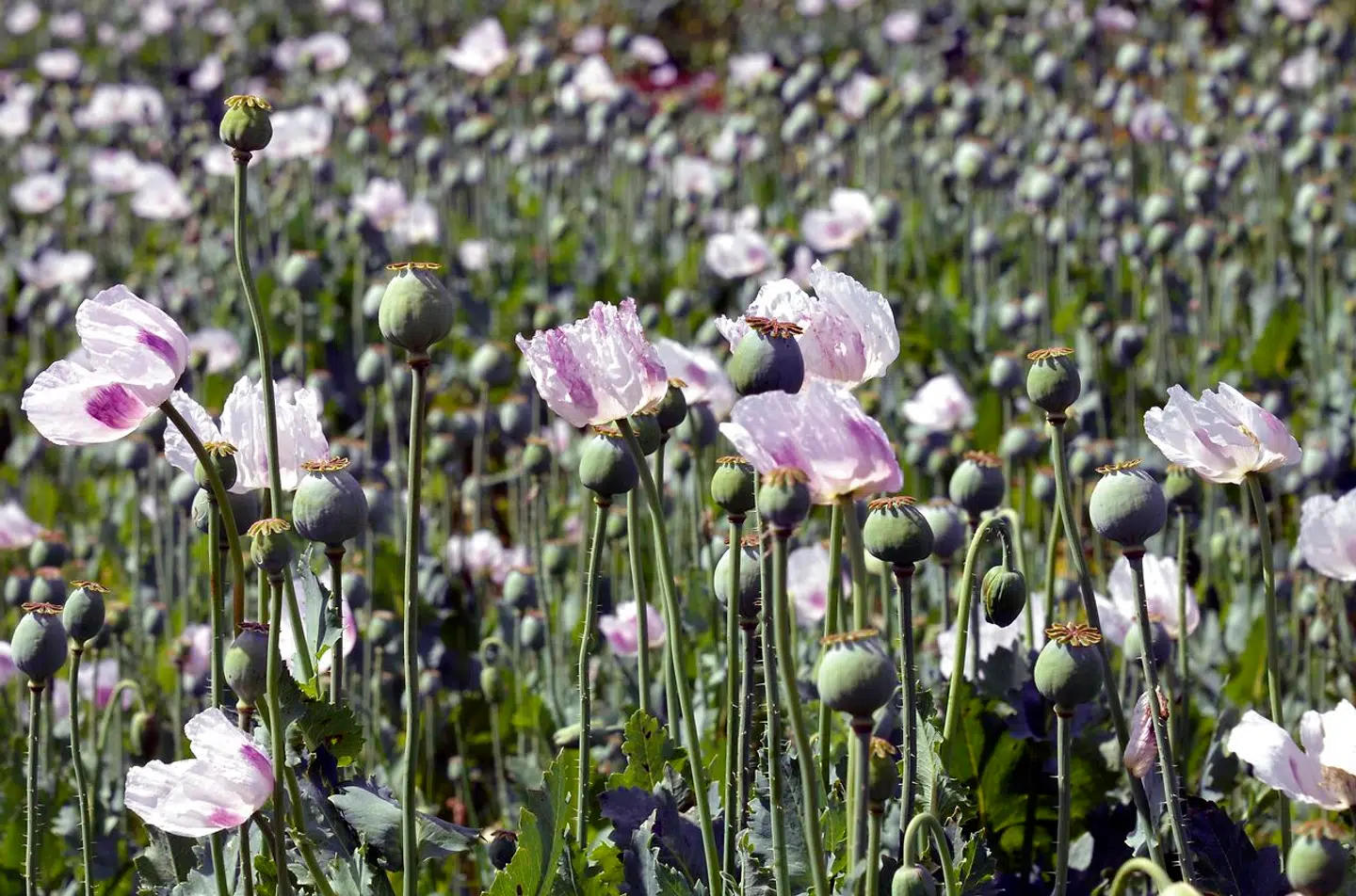 Opiumvalmuer er uundværlige i medicinalindustrien. Men forsøger man selv at udvinde stoffer af blomsterkapslerne, kan det være livsfarligt.
