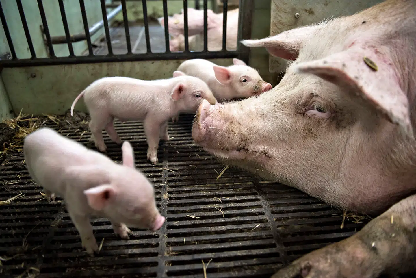 Det var skelsættende, da Folketinget for to år siden vedtog en ny dyrevelfærdslov. Men loven må være blevet arkiveret et sted bag en radiator i Fødevareministeriet. For de sidste to år har vi ventet på, at loven skulle udmøntes. Men der er ingenting sket, skriver Zenia Stampe.