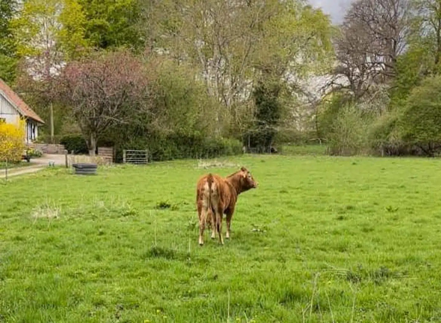 Daglig leder på cafeen ved Karen Blixen Museum, Connie Terndrup, understreger, at man ikke selv skal forsøge at fange de vildfarne køer.