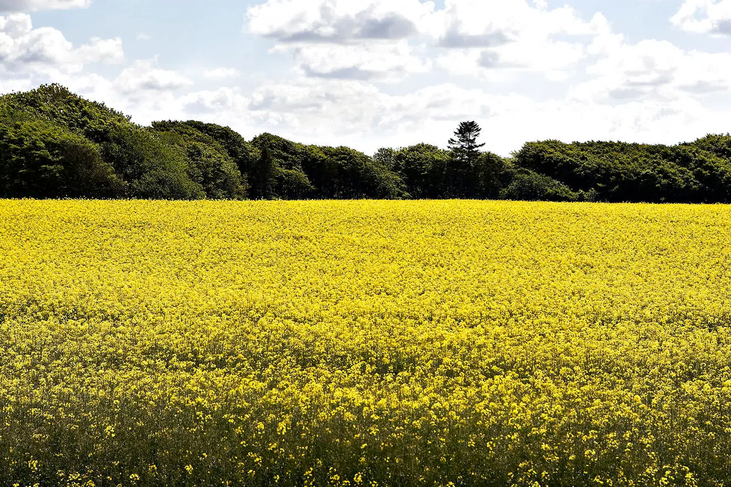 Gule rapsmarker. Rapsolien kan bruges til madlavningen. Arkivfoto.