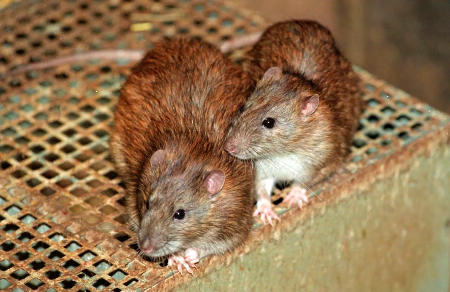 Borgere skal anmelde til kommunen, hvis de får besøg af rotter. Og det var der mange, der gjorde under coronapandemien.