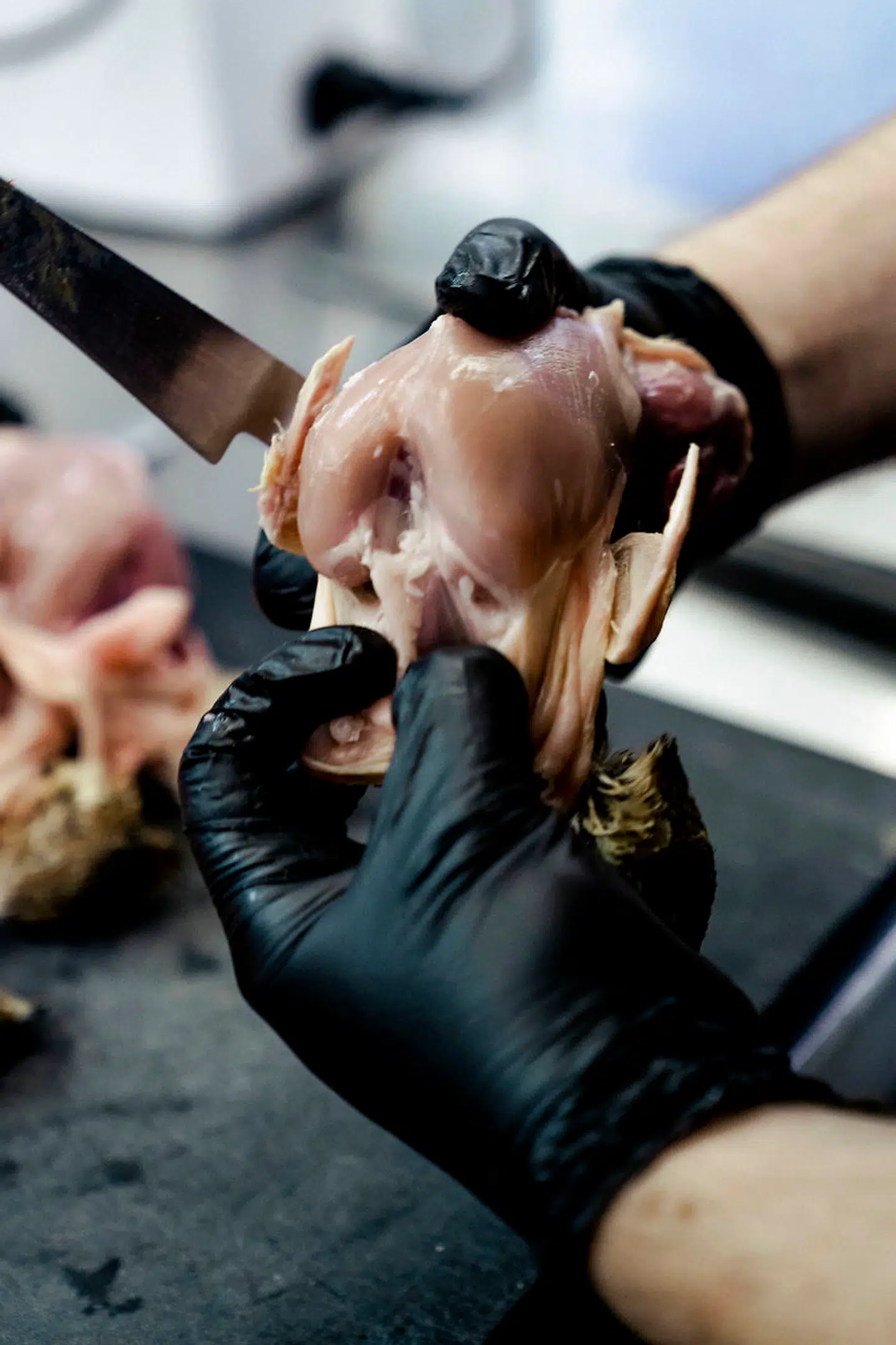 Der forberedes vagtler til aftenens service, så gæsterne kan få »royal vagtel« med glaserede morkler og sauce vin jaune.