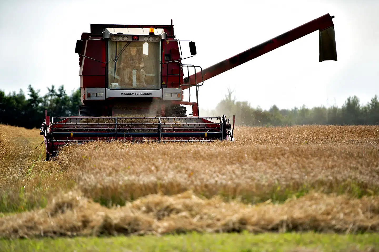 »Hvis vi brugte vores landbrugsjord til at dyrke mad til mennesker frem for foder til dyr, ville Danmark kunne brødføde helt op mod 80 millioner mennesker – mod i dag kun 10-15 millioner,« skriver Zenia Stampe.