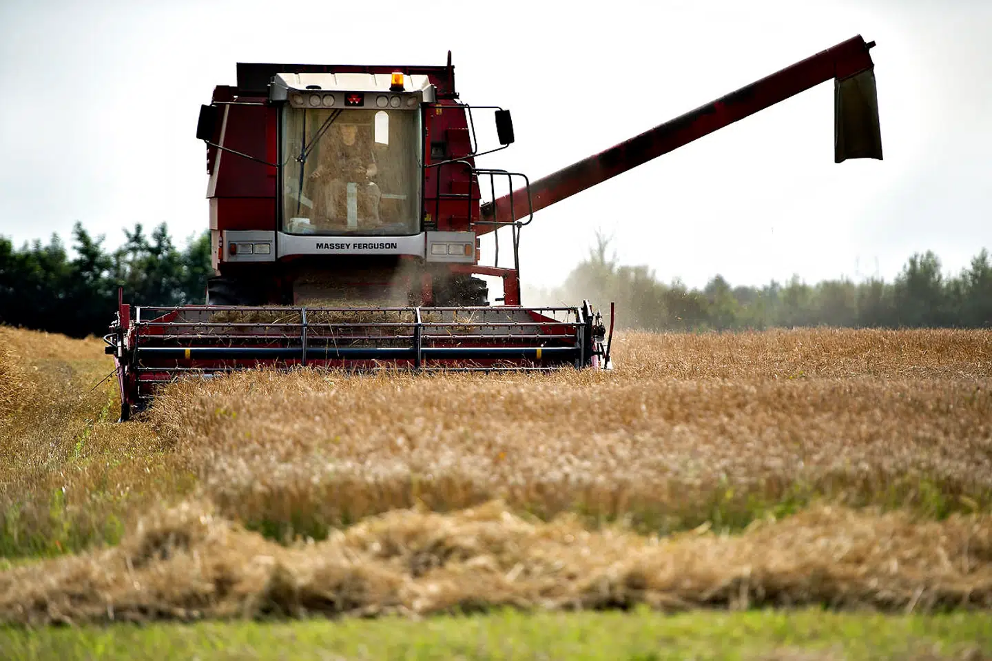 »Hvis vi brugte vores landbrugsjord til at dyrke mad til mennesker frem for foder til dyr, ville Danmark kunne brødføde helt op mod 80 millioner mennesker – mod i dag kun 10-15 millioner,« skriver Zenia Stampe.