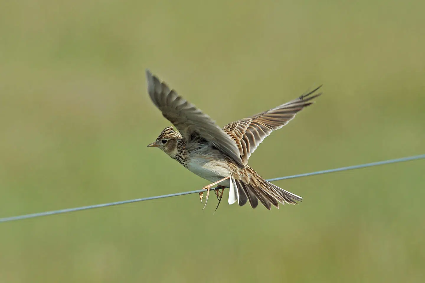 Lærken er vidt udbredt i Danmark.