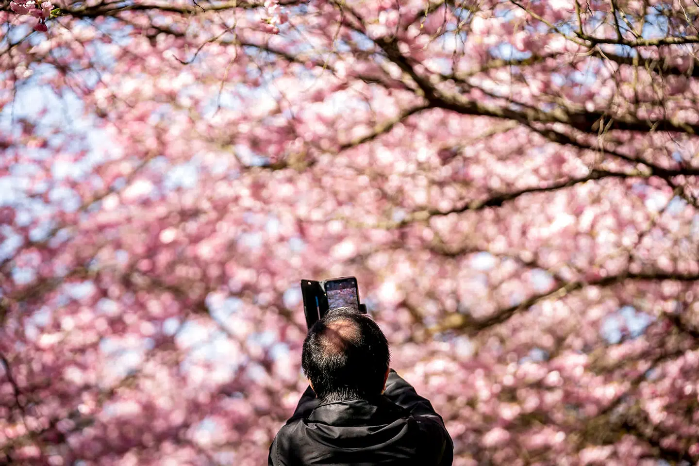 Københavns Kommune siger til TV 2 Lorry, at de japanske kirsebærtræer snart vil poppe. (Arkivfoto)
