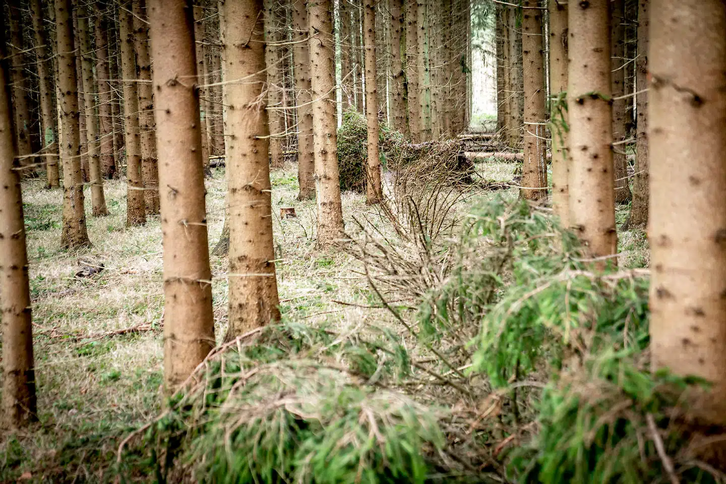 Stormen Nora blæser over landet og har væltet træer i Guldborg Storskov, lørdag den 19. februar 2022.. (Foto: Mads Claus Rasmussen/Ritzau Scanpix)