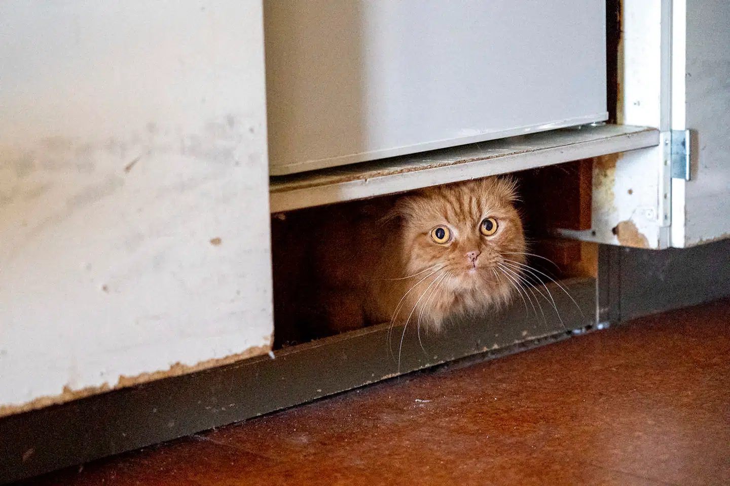 Uliana Stavynoha-Chernokua og hendes børn, Alexander, Damian og Matei er ankommet til Bøgehøjgård i Hornbæk, efter at de er flygtet fra Ukraine gennem Polen til Danmark. Deres kat, Gerda, er stresset efter flugten gennem Europa.