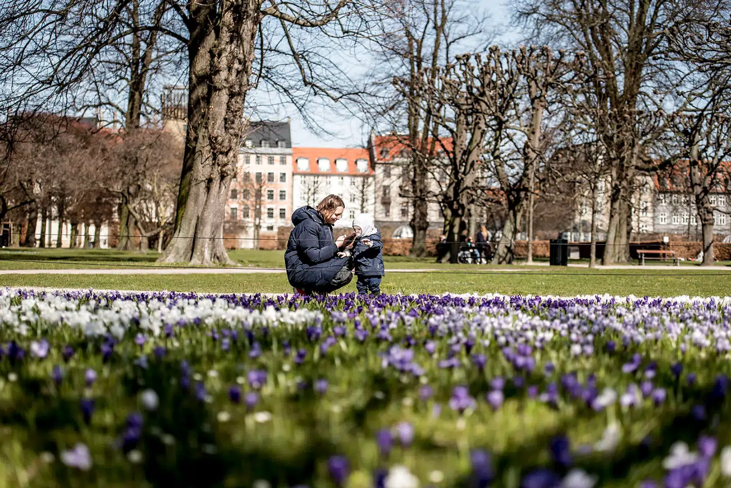 Københavnerne flokkes i Kongens Have, når solen skinner. Tidligere var blomstertæppet foran Rosenborg Slot et yndet sted at forevige en gåtur på sociale medier, men nu er der kun græs tilbage.
