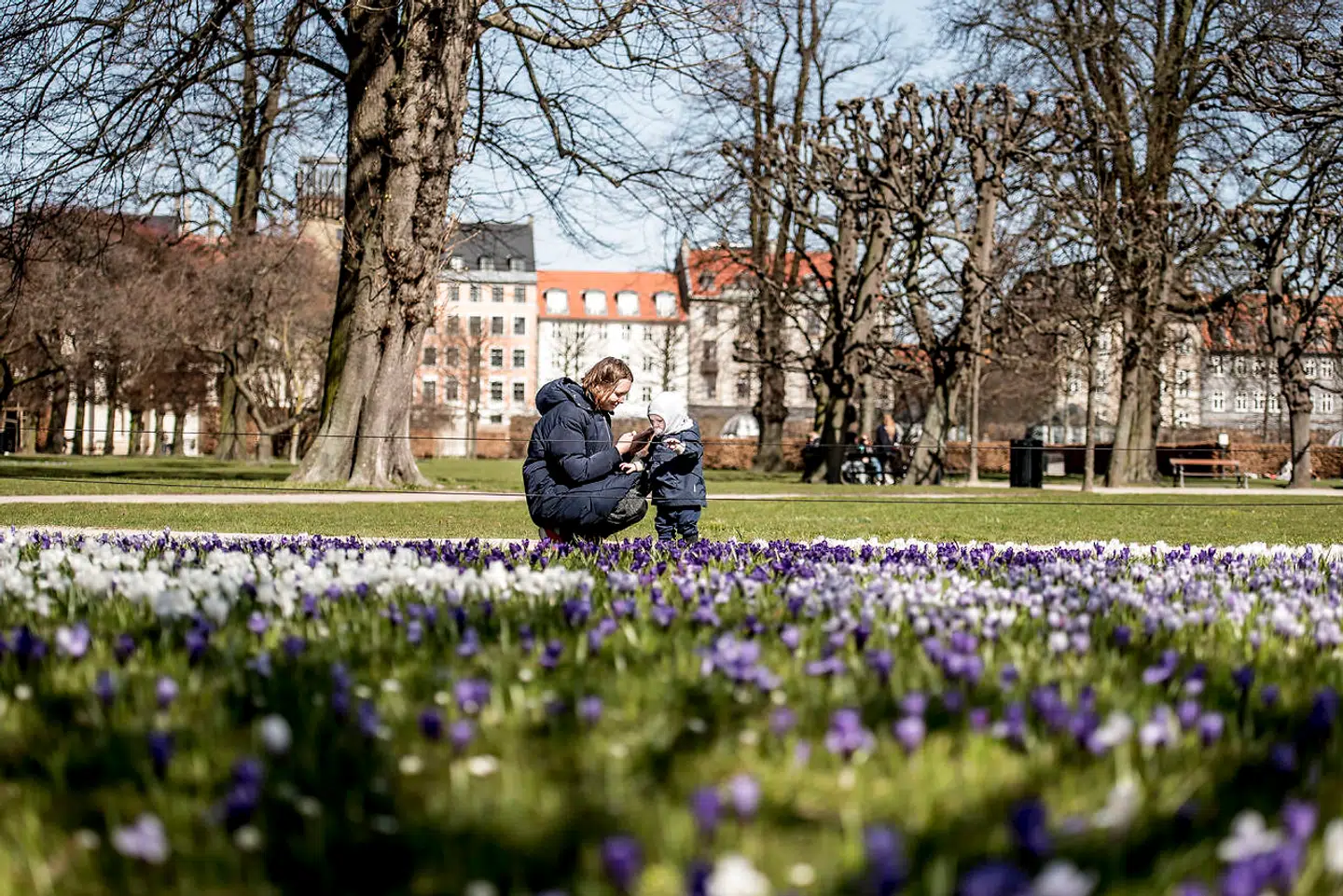 Københavnerne flokkes i Kongens Have, når solen skinner. Tidligere var blomstertæppet foran Rosenborg Slot et yndet sted at forevige en gåtur på sociale medier, men nu er der kun græs tilbage.