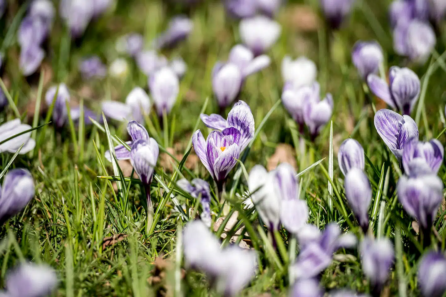 160.000 blomsterløg udgjorde blomstertæppet i Kongens Have, men en svampeinfektion tog livet af en stor del af dem, mens et græsplæneprojekt satte en stopper for resten.