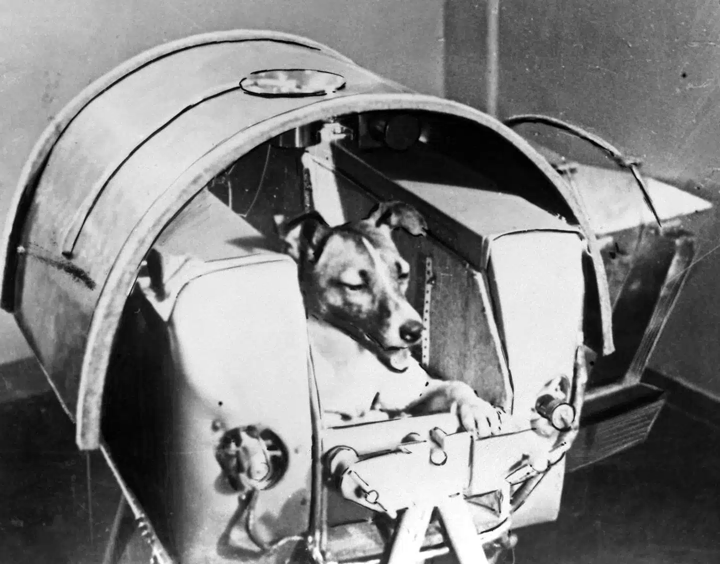 Laika var en gadehund fra Moskva. Hunden overlevede desværre ikke sin rumfærd.