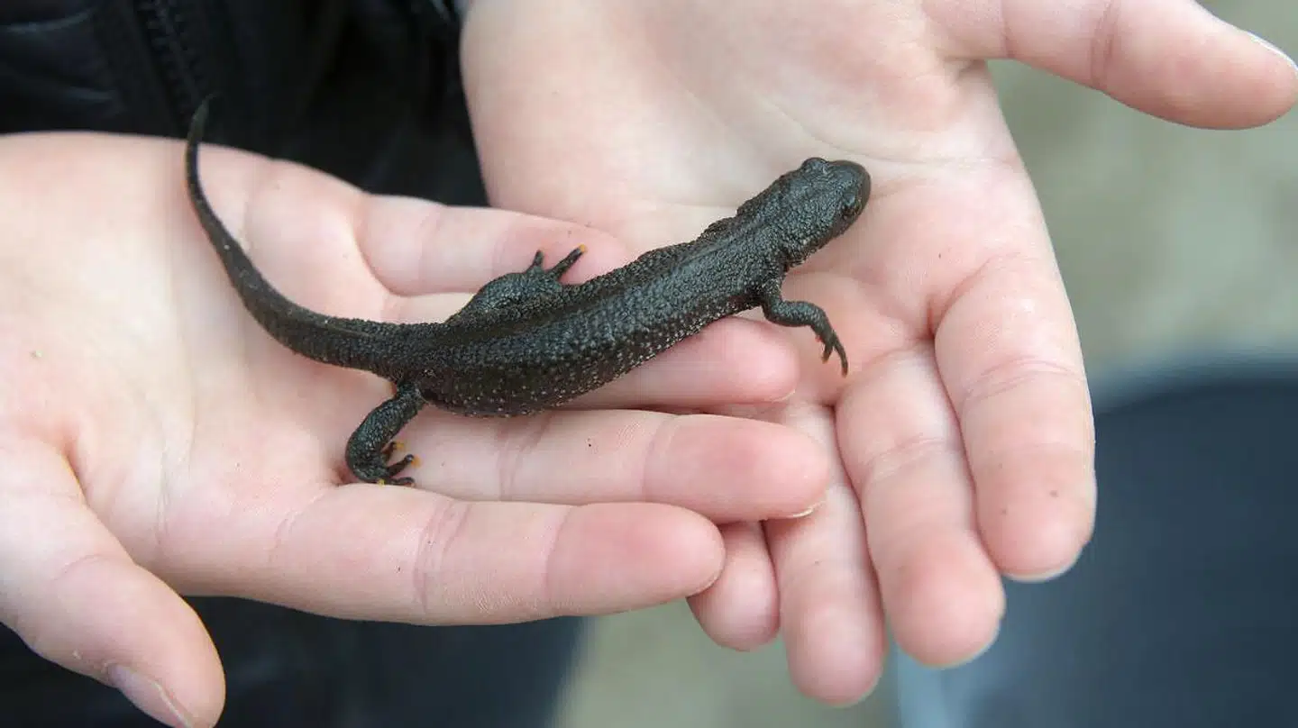 Padden stor vandsalamander er omdrejningspunktet i en efterhånden langvarig debat og konflikt om naturen på den sydlige del af Amager Fælled.