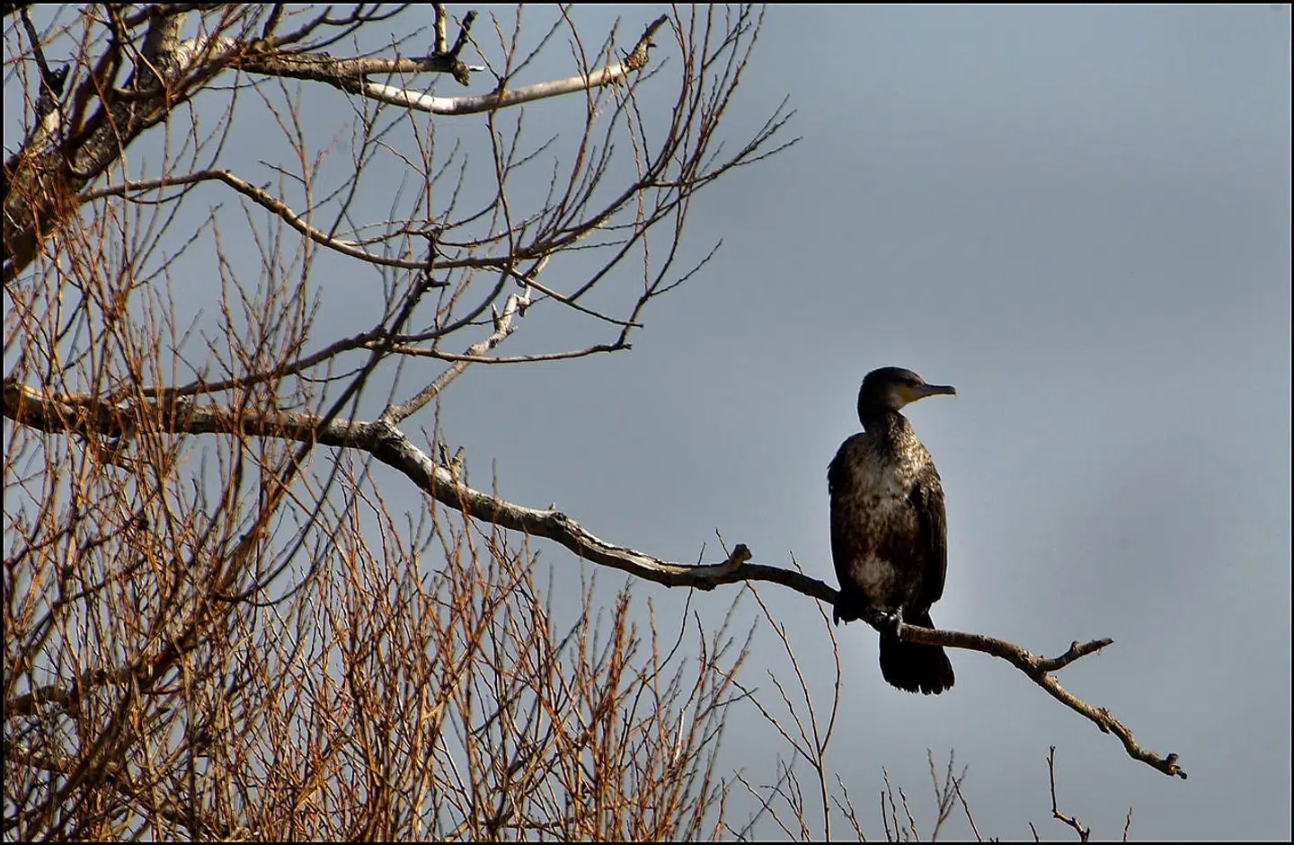 Mediet Københavnliv har talt med en biolog om skarven, der er en upopulær gæst på Fugleøen i Sortedams Sø.