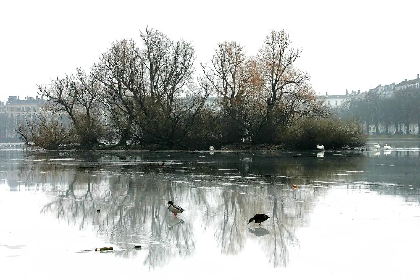 Fugleøen i Sortedamsøen var langt grønnere tilbage i 2005, da fotograf Jens Nørgaard Larsen lagde vejen forbi.
