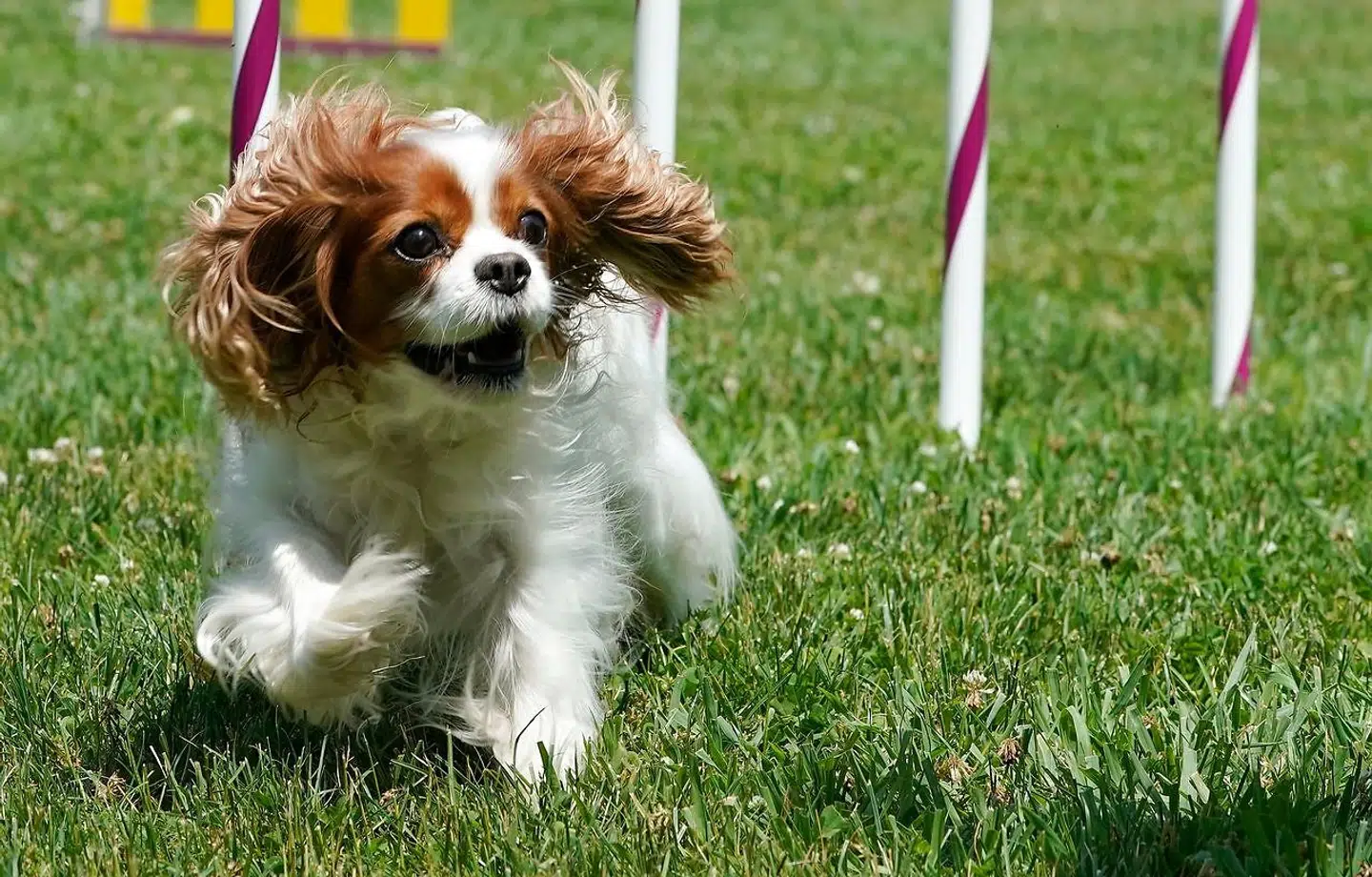 Cavalier King Charles-spaniels lider ofte af hovedpine og hjertefejl.