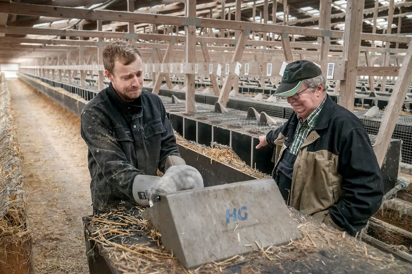 »Det er hele min fremtid, der er slut.« Sammen med sin far afliver Kim Henriksen fredag 13. november 2020 sin sidste mink.