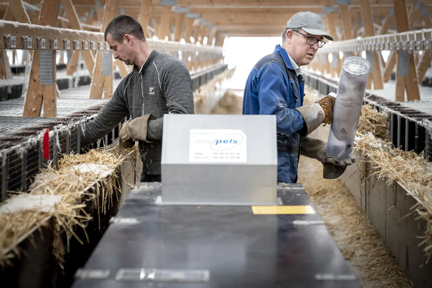 Henrik Nordgaard Hansen afliver sine mink, som bestod af 3000 moderdyr og deres tilhørende unger på en gård nær Næstved. (Arkivfoto.) Mads Claus Rasmussen/Ritzau Scanpix