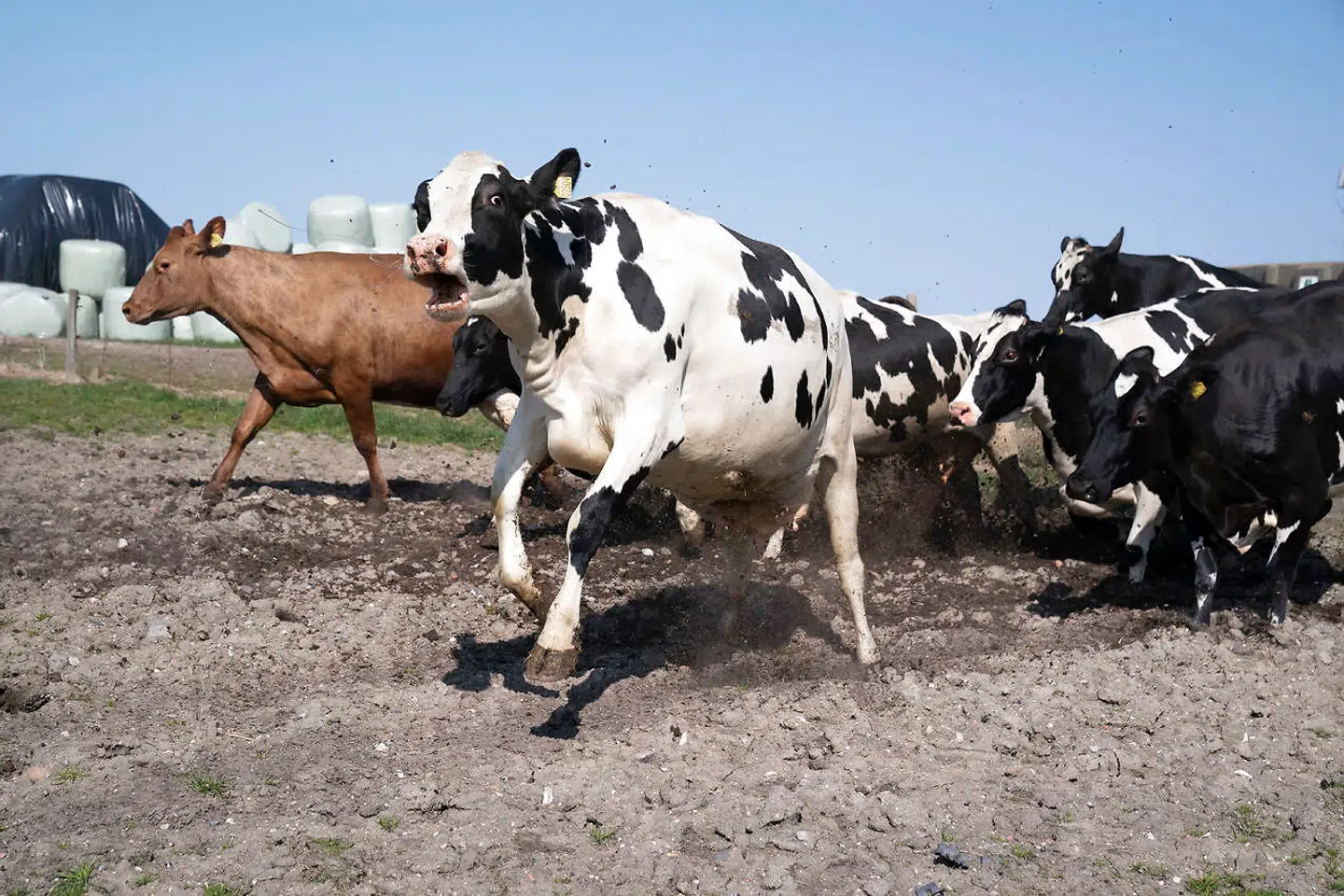 »Udledningerne af metan finder for eksempel sted, når Danmarks 1,5 millioner køer bøvser, og når gyllen fra de næsten 33 millioner svin, vi årligt producerer, ligger og gærer i stalde og gylletanke,« skriver Mads Flarup Christensen.