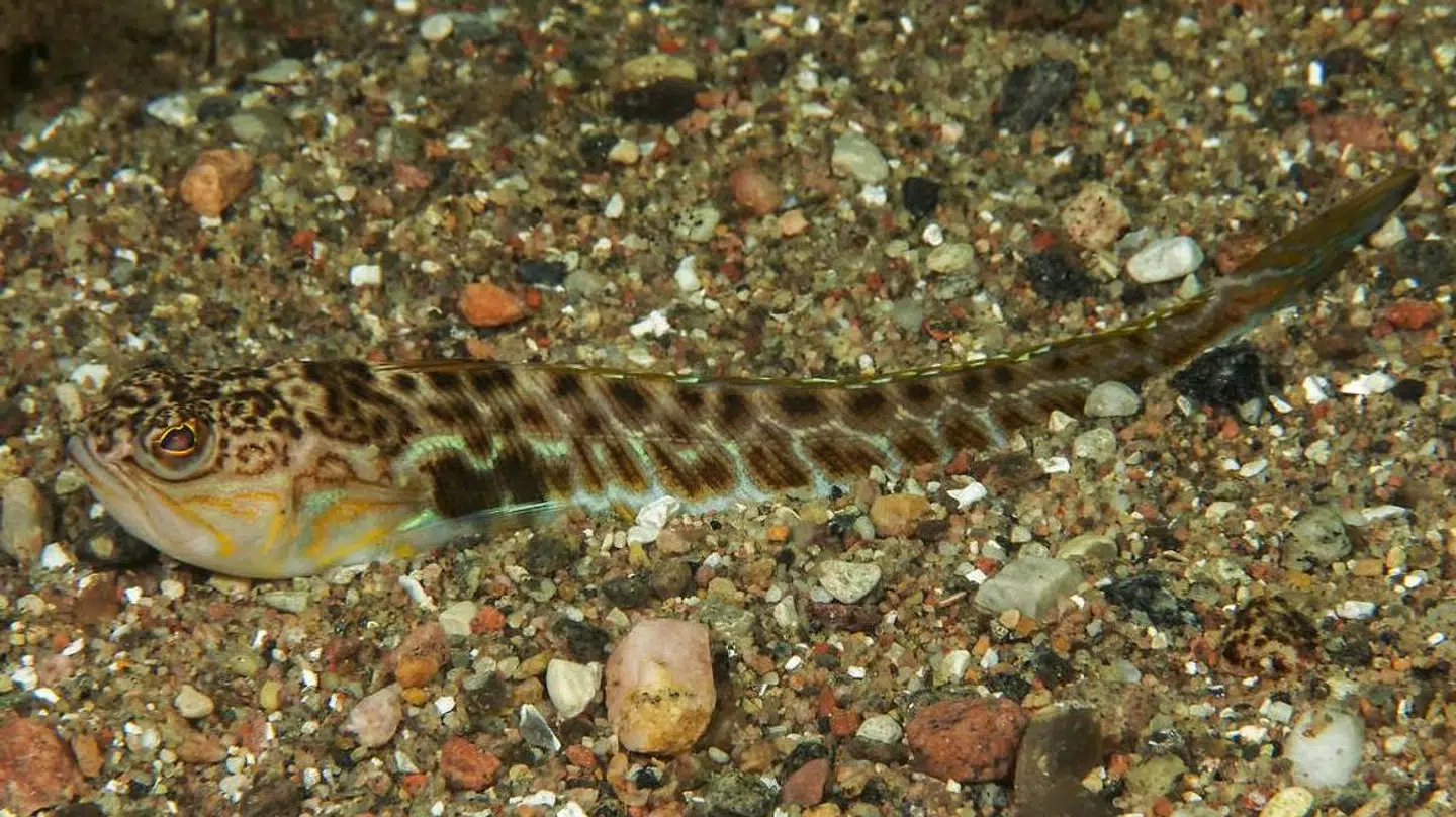 Almindelig fjæsing gemmer sig på havbunden. Bliver den trådt på, rejser den piggene. De er giftige. Og det gør ondt.