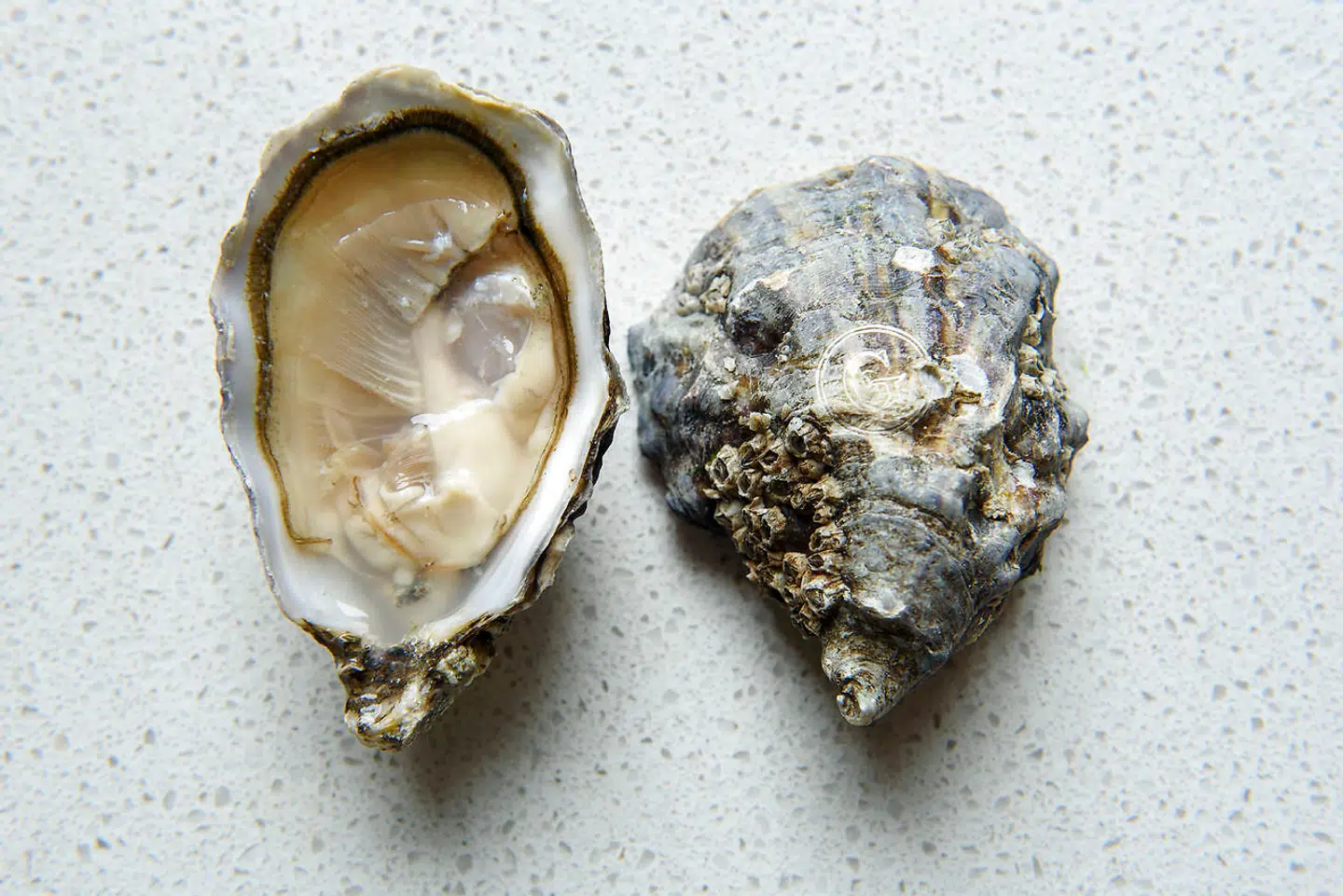 Gillardeau, str. 3. Bemærk »G«'et på skallen.