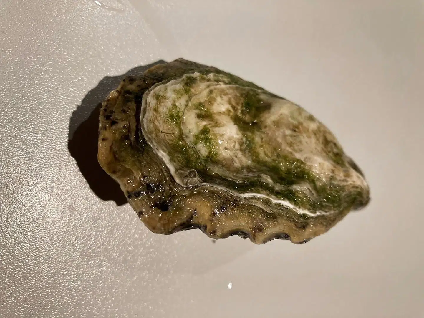 Fransk østers fra østershuset Gillardeu, kaldet »Josephine«. Privatfoto.