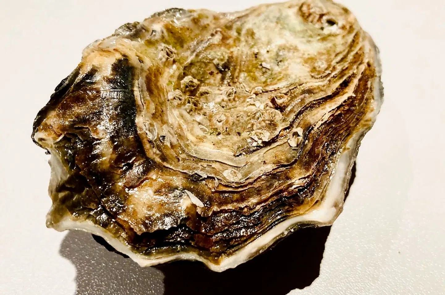 Fransk østers L'estreé