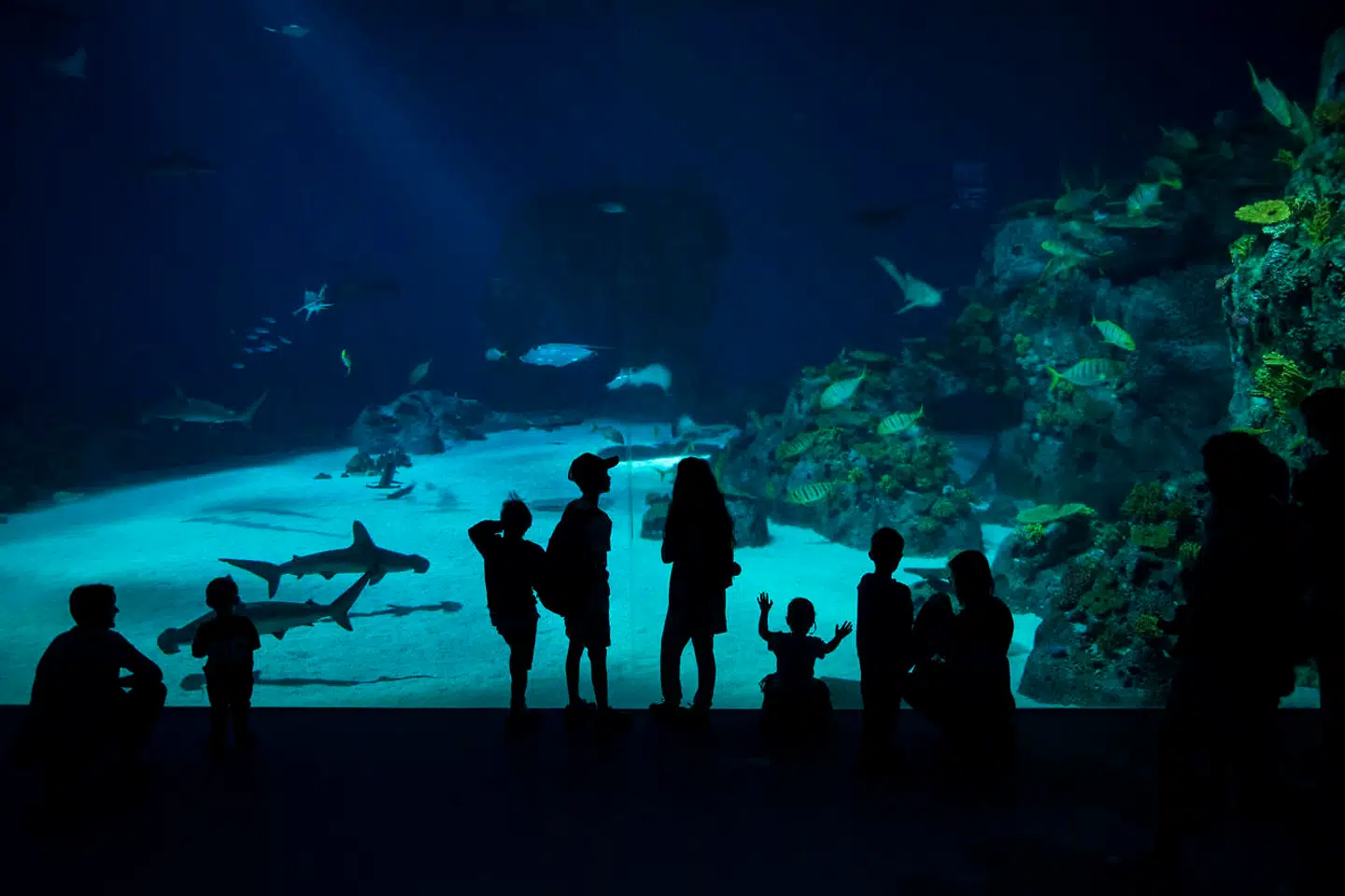 Den Blå Planer får tilført 11,5 millioner kroner – et beløb, som sandsynligvis kan redde turistattraktionen gennem 2022.