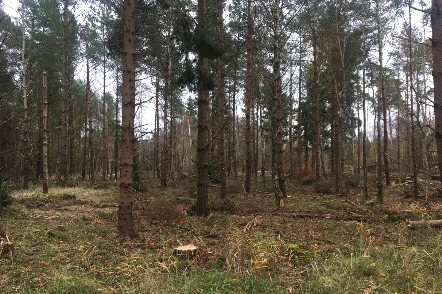 I flere år har en mand i latextøj besøgt Tisvilde Hegn, hvor han overrasker skovens gæster. Ekspert i profilering kalder sagen »interessant«.