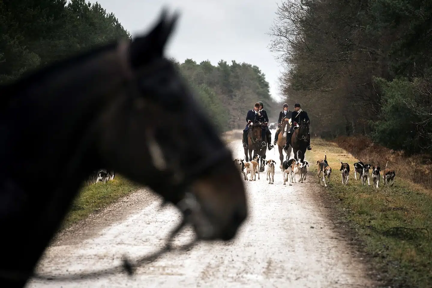 Der er over en million af dem, og tilsammen de udgør en magtfuld vælgergruppe. Men hvorfor skal de have lov til året rundt at gøre det utrygt at færdes i naturen, spørger stadig flere franskmænd.