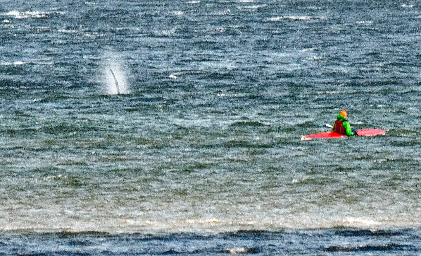 Så vidt vides er spækhuggere ikke interesserede i mennesker, når det kommer til fødejagt. Men er man i området, bør man ikke nærme sig hvalen, da den skal have mest mulig fred, skriver Randers Amtsavis.