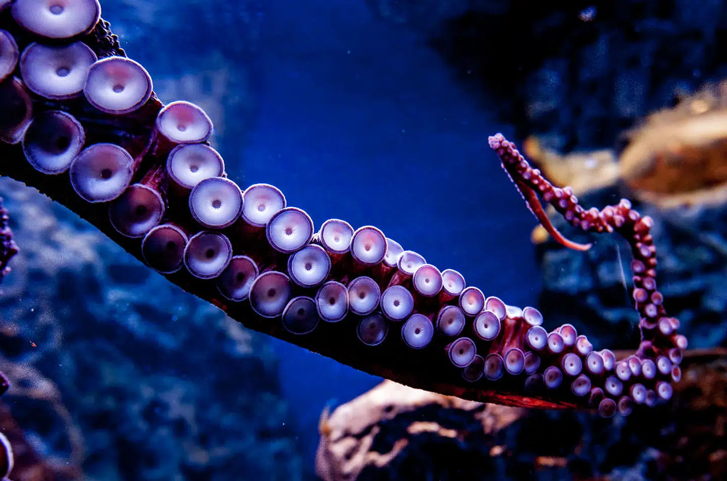 Otto skal ikke forlade sit hjem på Amager for at flytte med sin nye ejer. I stedet skal blæksprutten blive på akvariet.