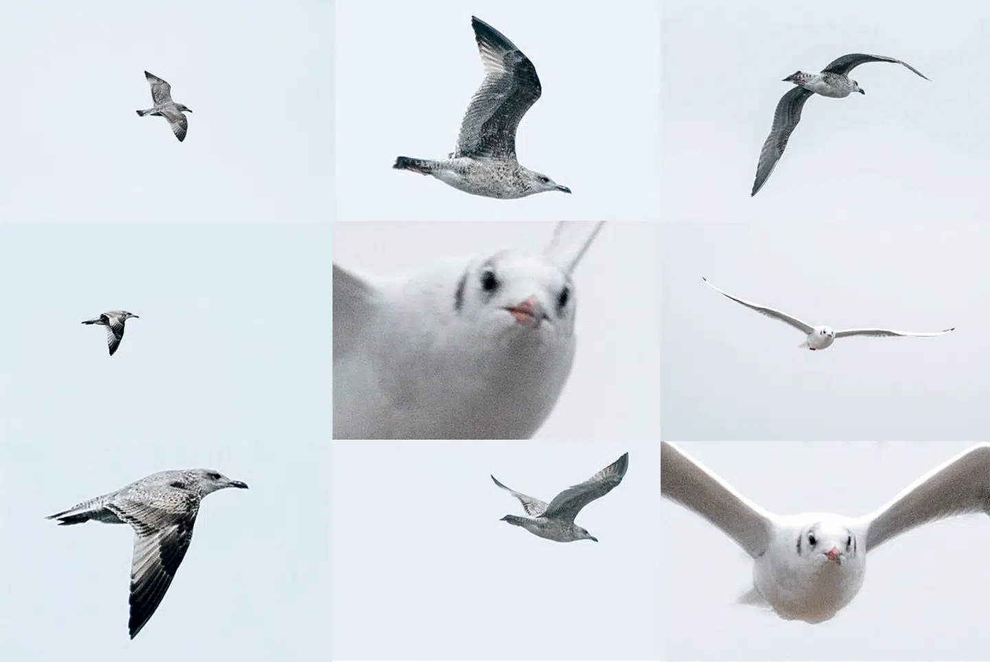 Støjende og larmende måger er blevet et stigende problem i Helsingør. Nu skal et forslag gøre det nemmere at begrænse mågebestanden.