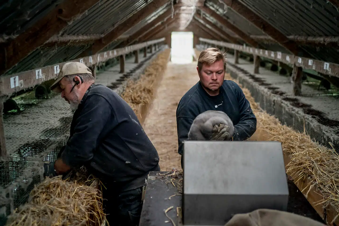 Foreningen Det Danske Minkerhverv, der repræsenterer cirka 50 følgevirksomheder fra minkbranchen, er vred over udkastet til en bekendtgørelse om erstatning. Foreningen mener, at den ikke lever op til de politiske aftaler om fuld erstatning. Arkivfoto: Asger Ladefoged