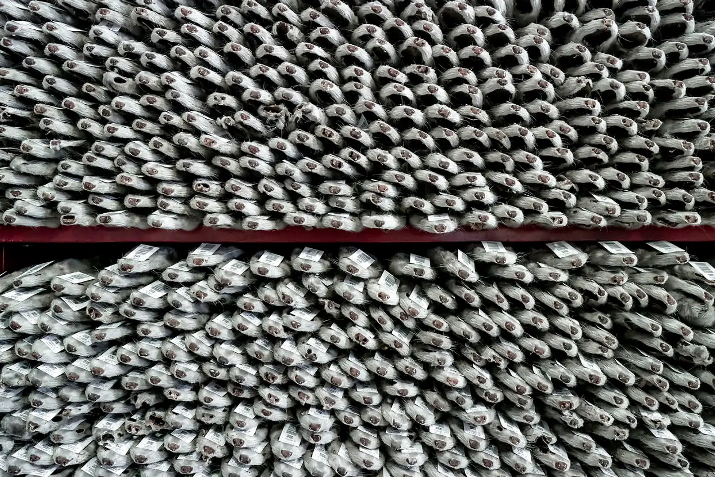 Arkivfoto: Da regeringen havde besluttet at aflive alle mink, opstod der i et døgns tid en tvivl om, hvorvidt der måske var lovhjemmel til at aflive alle minkene.