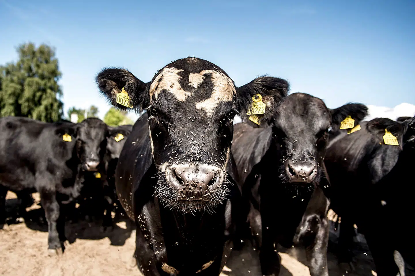 (ARKIV) Oksekødets fremtid bliver som et luksusprodukt, som vi spiser, når vi skal forkæle os selv, mener topchef i Danmarks og Europas største kødkoncern, Jais Valeur. Arkivfoto: Mads Claus Rasmussen/Ritzau Scanpix