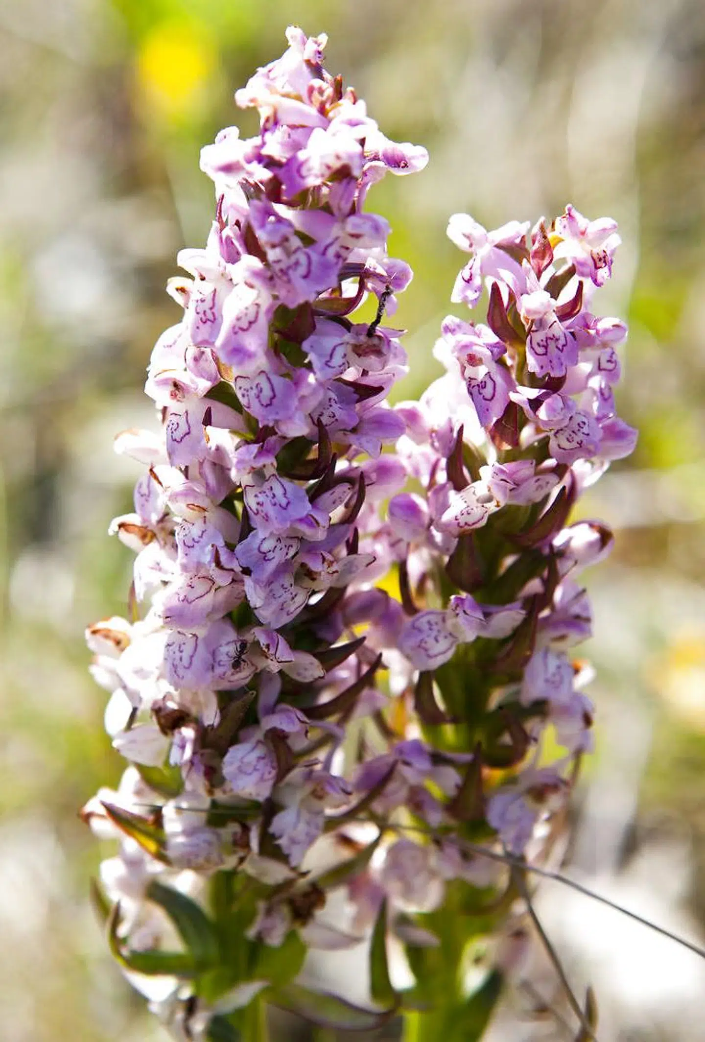 Orkideen kødfarvet gøgeurt.